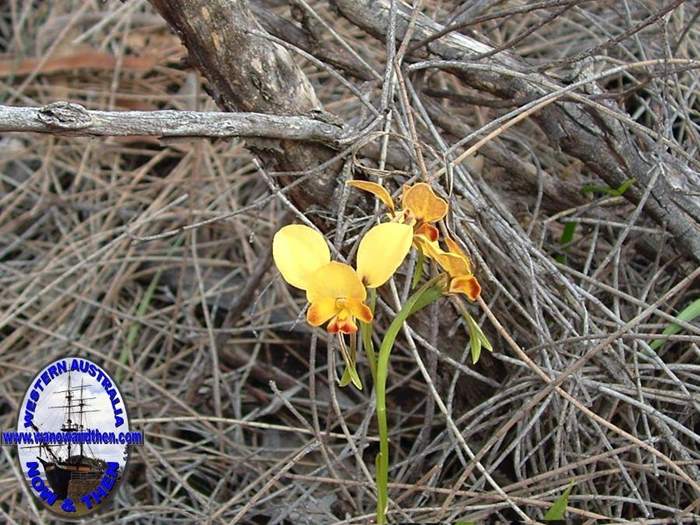 diuris-hazelii-Yellow Granite-donkey-orchid-003.jpg